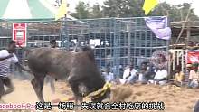 危险性极高的斗牛挑战，哪支队伍能降服狂牛，奖金百万。 #斗牛 #斗牛比赛 #老外真会玩 #奇葩挑战