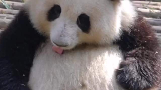 面对网友质疑，熊猫花花亲自现场辟谣