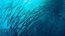 我潜水生涯见过最大的海狼群