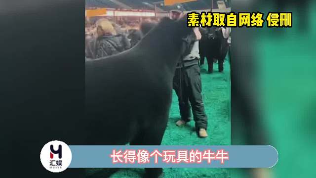 这只牛牛长得好方正啊！