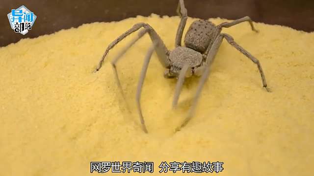 盘点世界上最毒的4种蜘蛛！被蜘蛛咬伤，身体会发生什么