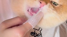 猫狗配合度都极高的牙刷指套。