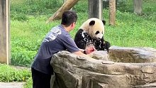 看着饲养员和小熊猫玩得这么开心，我也想加入