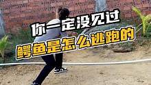 你一定没见过鳄鱼是怎么逃跑的#鳄珍 #鳄鱼