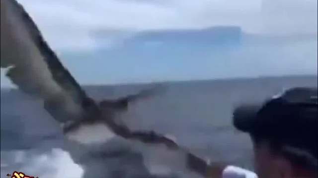 海狮他们都有我也要，不用麻烦我自己来就行