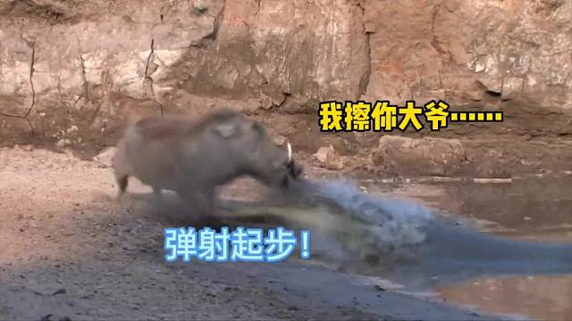 鳄鱼今天吃的胡萝卜炒大葱！动物搞笑配音