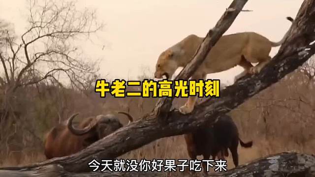 但凡牛老二有点弹跳，狮凤霞今天都得栽这！搞笑动物配音