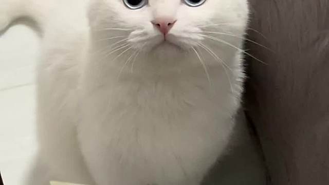 咪饭肯定以为我去打猎回不来了，于是赶紧录了好多语音让他放心