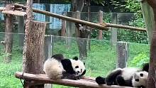 能不能让我去当大熊猫，让大熊猫来上班啊#大熊猫 #国宝 #可爱