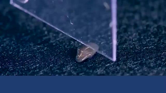 地球最强可再生生物，对人类有何启发？