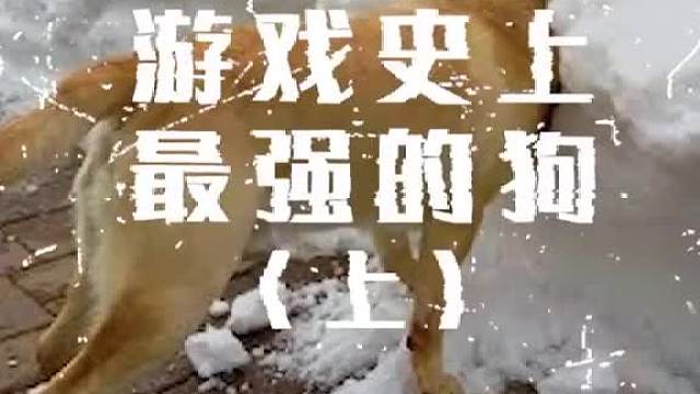 这狗肯定不是亲生的！