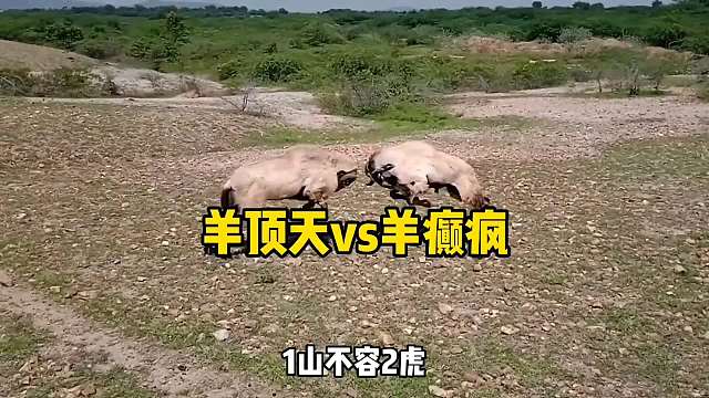  羊顶天vs羊癫疯！动物搞笑配音