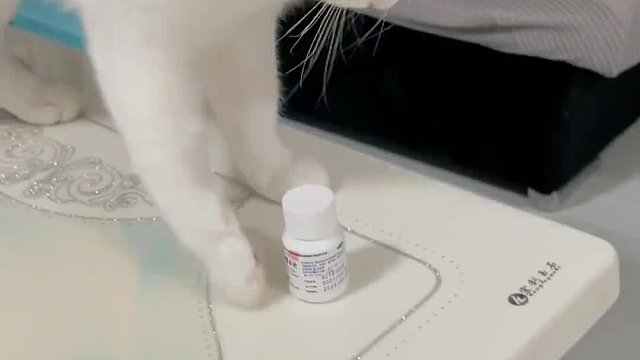 同一个主人养出来的，怎么这么不一样