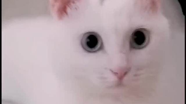 咪饭以为我想听“嗯”，这算不算一个美丽的误会呢？