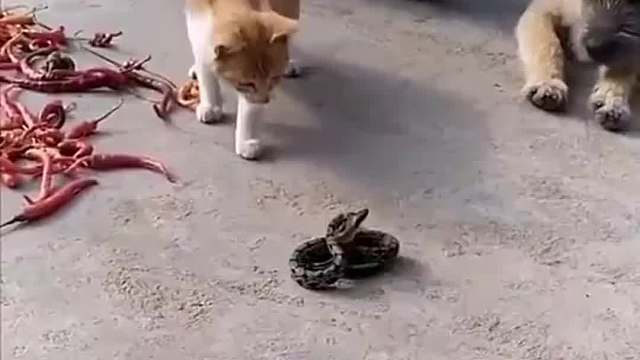 天下武功唯快不破，没事不要看热闹