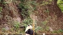 这大熊猫渝大宝是人扮的吧