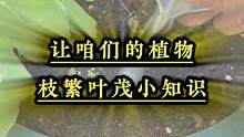 养花想让植物长得好的可以在花盆里戳个洞，埋上这个小红片#种植小技巧