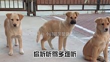 原来狗子也喜欢吃瓜看热闹
