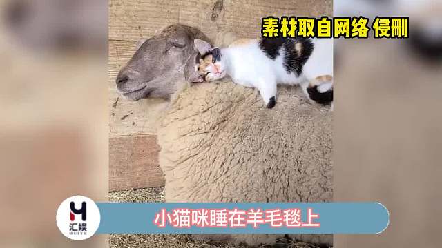 喵师傅还没睡醒就开始打工了呢！