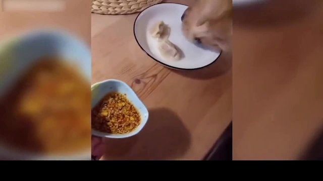 动物-可爱有趣的猫狗视频汇编90