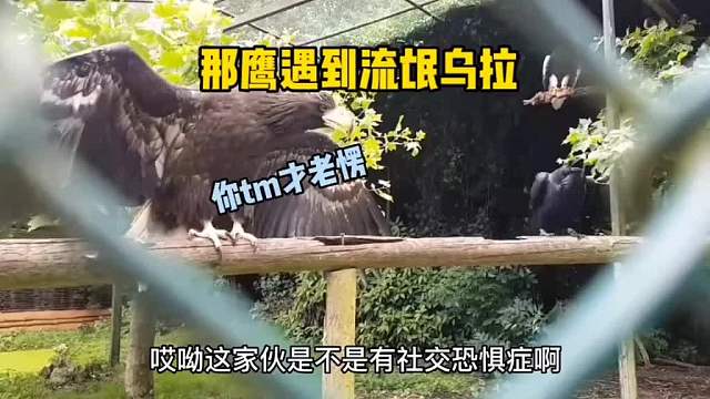 那鹰遇到鸟中流氓乌拉，一点招没有！搞笑动物配音