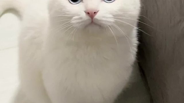 万万没想到我把猫养成了狗