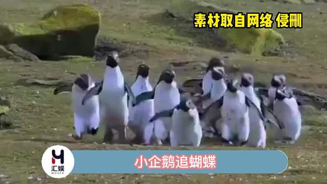 再追一会儿，小企鹅就会飞了！