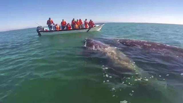 世界上最意外的求助，鲸鱼母子求助人类帮助