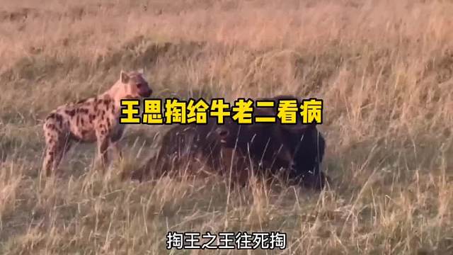 王思掏给牛老二看病！动物搞笑配音