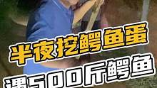 半夜挖鳄鱼蛋，遇500斤鳄鱼#鳄珍 #鳄鱼