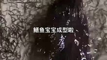 鳝鱼宝宝成型啦