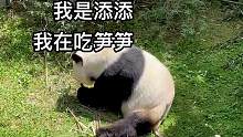 今天是可爱的添添#大熊猫 #可爱到爆炸 #来这吸熊猫