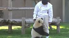 日本熊猫枫浜的神仙般生活：你们不哄我，我就把自己饿死！ #可爱到爆炸 #国宝熊猫 #日本熊猫 #颠覆