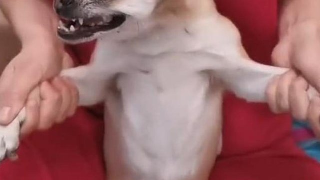 动物生气后的搞笑操作大赏