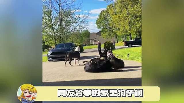 单拎出来每个都战斗力爆棚，好有安全感