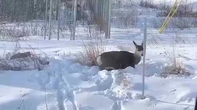 “小猫”猎杀大几倍的狍子，直接锁喉“秒杀”，这家伙什么来头？