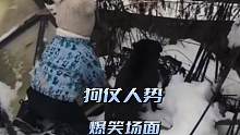 盘点狗仗人势爆笑场面，终于知道狗仗人势的成语怎么来的了#狗仗人势#狗狗的心思都写在脸上了 #搞笑