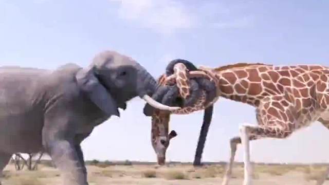 长颈鹿打架终极绝招“闪电五连鞭”