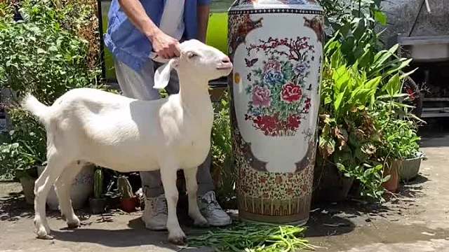 如果想吃烤全羊怎么办？