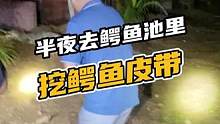 半夜去鳄鱼池里挖鳄鱼皮带#鳄珍 #鳄鱼