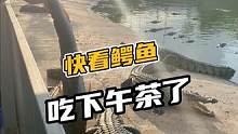快看鳄鱼池下午茶了#鳄珍 #鳄鱼