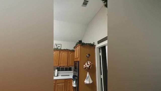 动物搞笑瞬间，太逗了！萌宠搞笑视频2-27 (27)