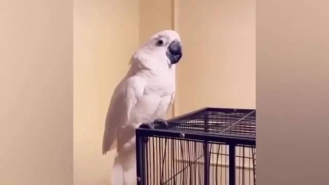 动物搞笑瞬间，太逗了！萌宠搞笑视频2-27 (29)