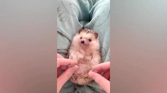 有趣的动物视频