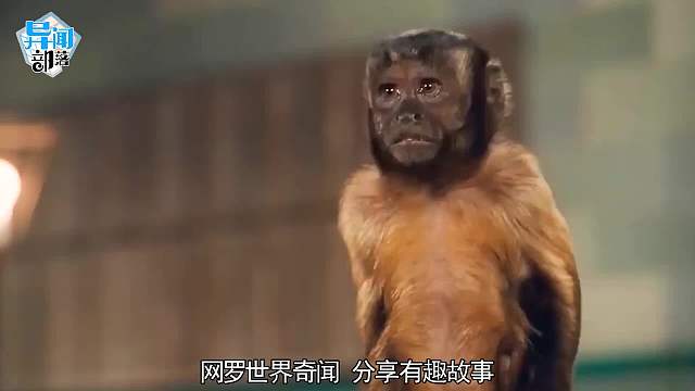 4个最奇葩的动物行为！爱偷钱的猫咪萌化了