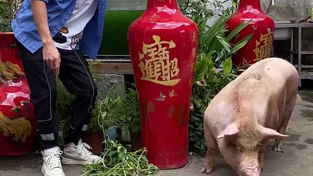  礼貌：你猪吗？