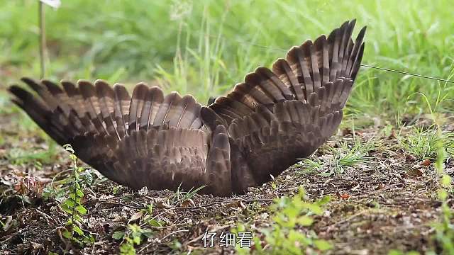 “老鹰”被拖入地洞抽搐不止，男子正欲营救，却发现此事不简单！