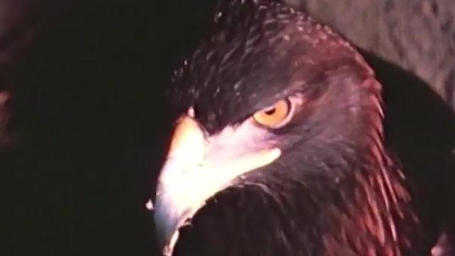 “偷梁换柱”把老鹰蛋换成鸭蛋，等小鸭子出壳后，老鹰都傻了！