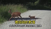 鹿妈妈教小鹿过障碍小鹿的做法很意外动物搞笑配音神奇
