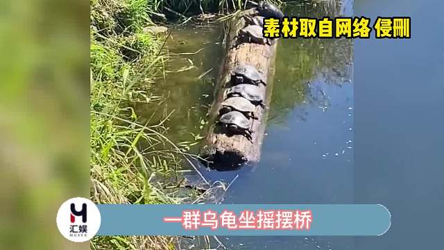 大家猜猜哪一只乌龟会留到最后呢？